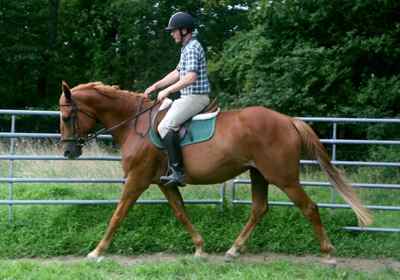 Irish Draught mare, quality breeding