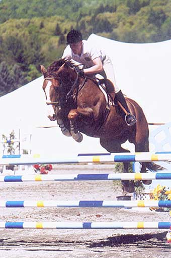 Celtic Knight, imported Irish Sport Horse, show jumper, hunter, eventer