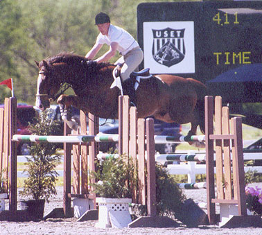 Celtic Knight, imported Irish Sport Horse, show jumper, hunter, eventer