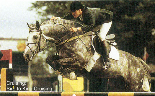 Cruising, international show jumper, Irish Sport Horse