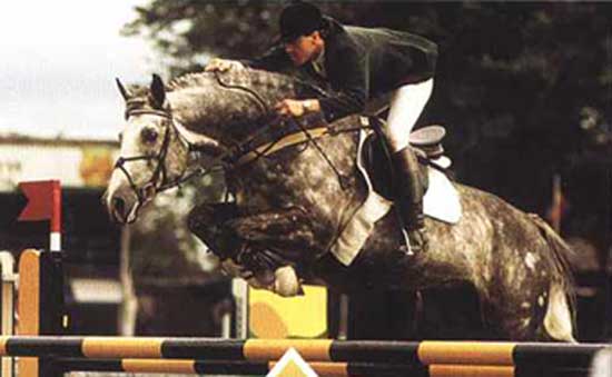 irish hunter horse