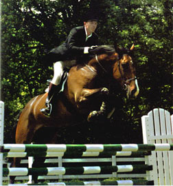 Danny Boy, imported Irish Sport Horse, show jumper