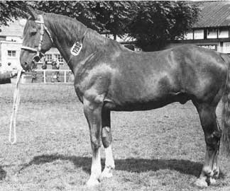 King of Diamonds, Registered Irish Draught Stallion