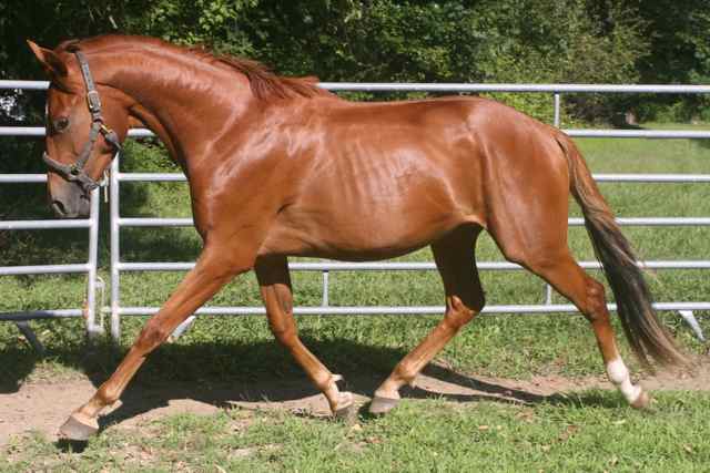 Prince, Irish Draught Sport Horse gelding for sale, superb bloodlines