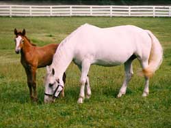 Irish sport horse